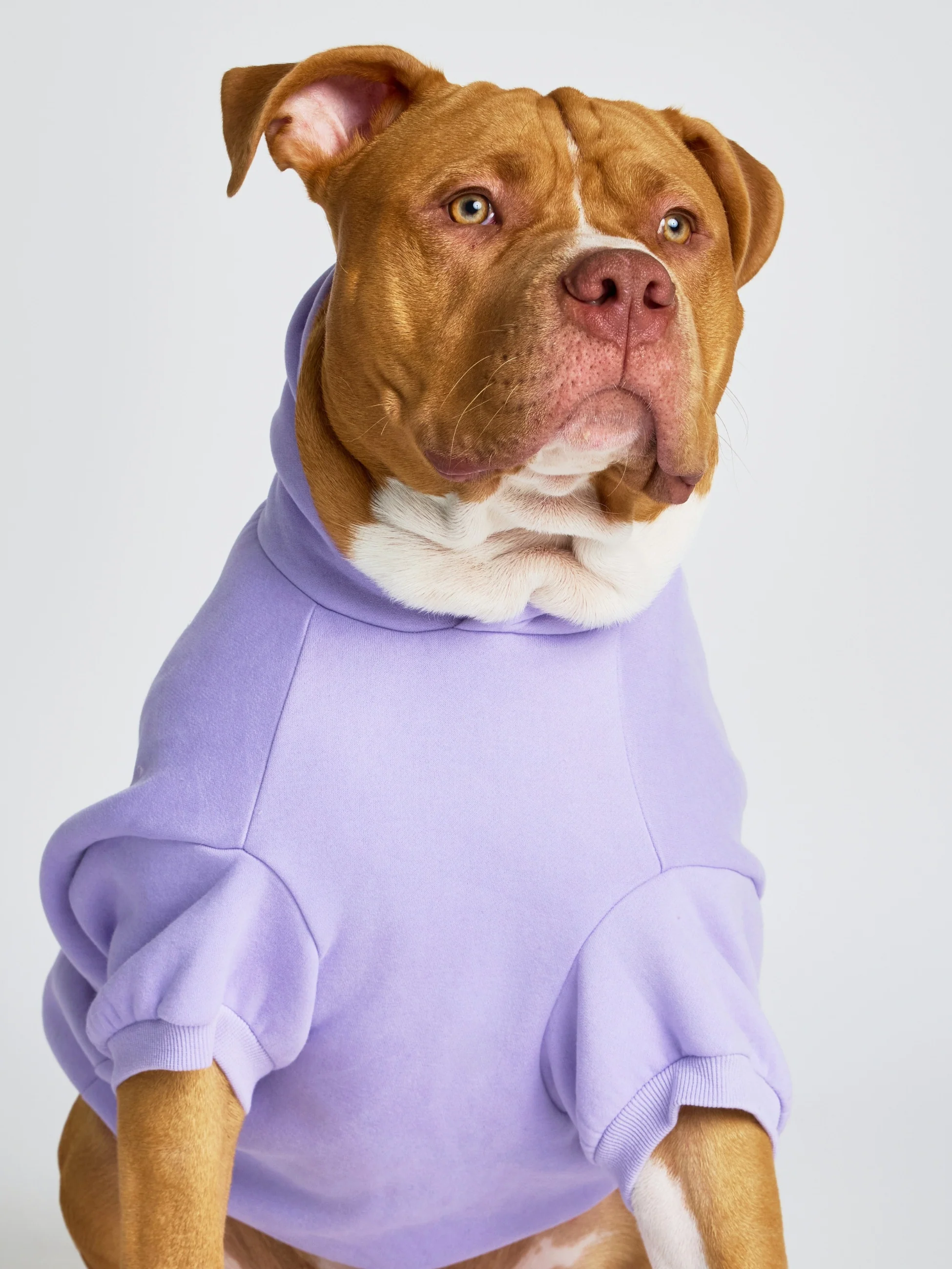 Pastel Paw Hoodie - Pre Order - Image 15