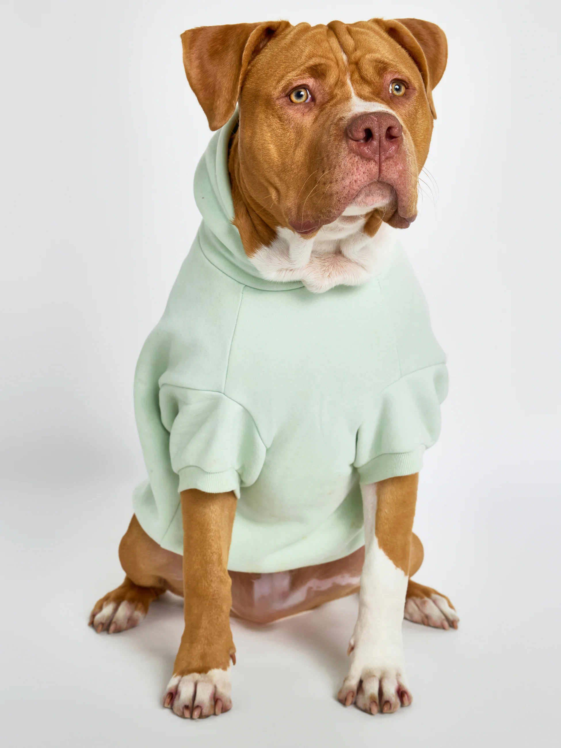 Pastel Paw Hoodie - Pre Order - Image 16